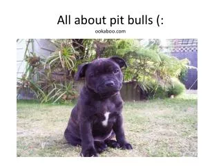 All about pit bulls (: ookaboo