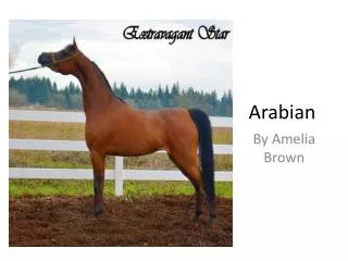 Arabian