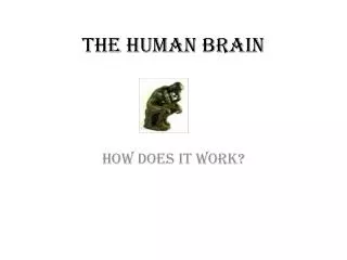 the human brain