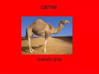 camel