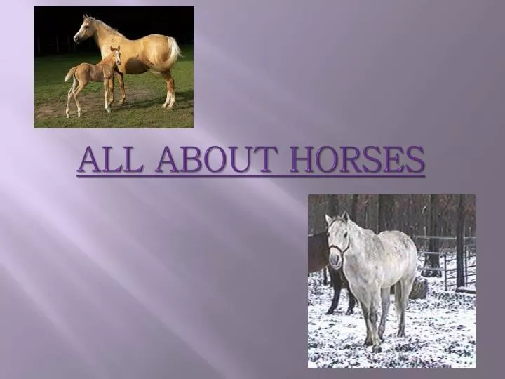 all about horses