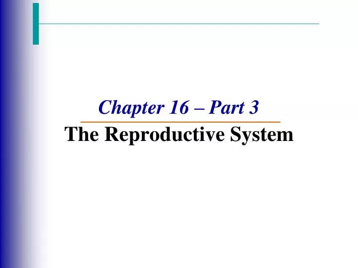 chapter 16 part 3 the reproductive system