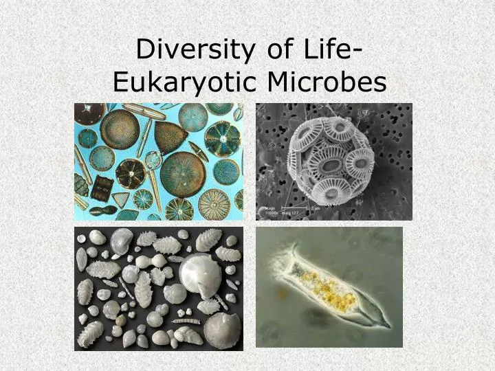diversity of life eukaryotic microbes