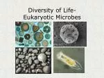 Diversity of Life- Eukaryotic Microbes - slide 1