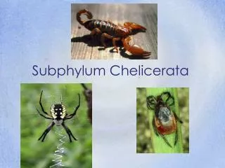 Subphylum Chelicerata