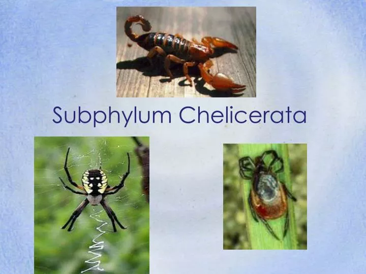 subphylum chelicerata