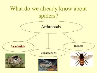 what do we already know about spiders