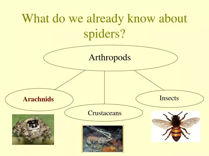 what do we already know about spiders