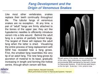 Fang Development and the Origin of Venomous Snakes
