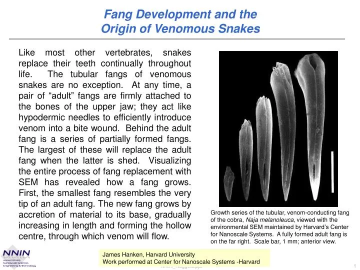 fang development and the origin of venomous snakes