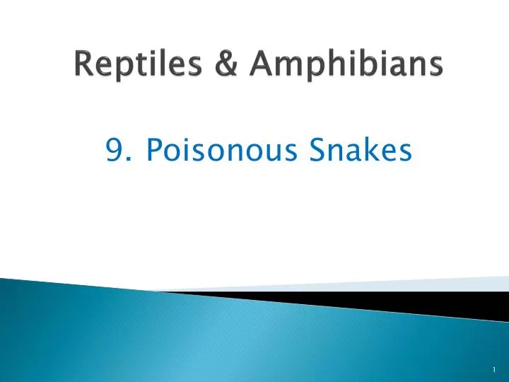 reptiles amphibians