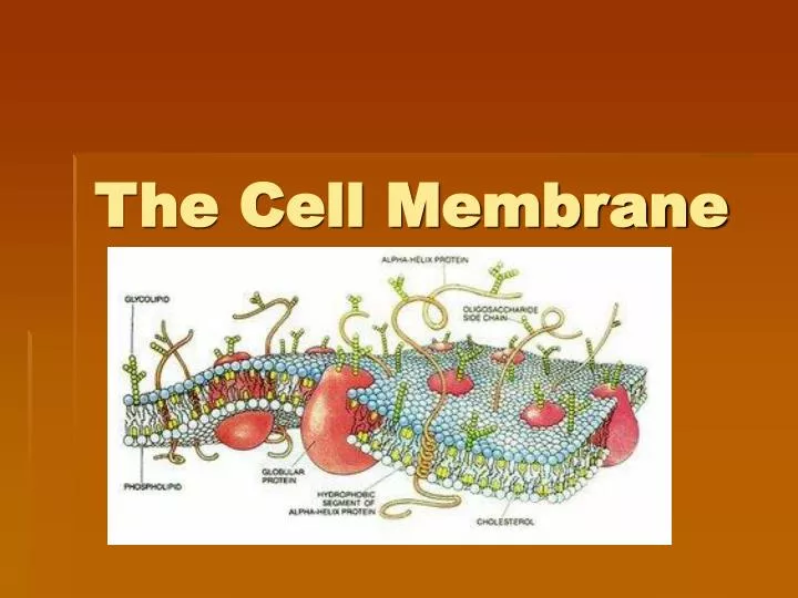 the cell membrane