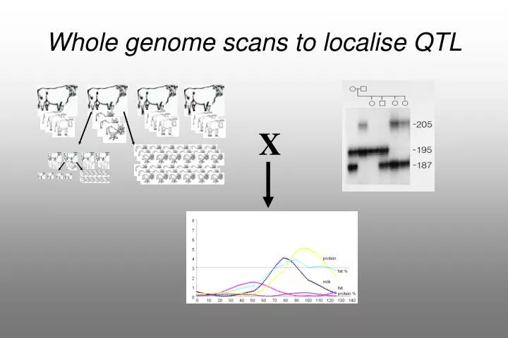 whole genome scans to localise qtl