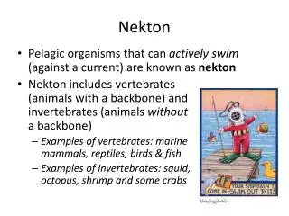 nekton