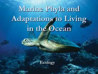 Marine Phyla and Adaptations to Living in the Ocean