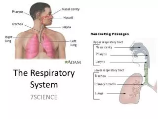 The Respiratory System