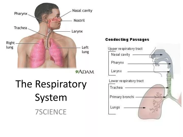 the respiratory system