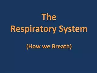 The Respiratory System (How we Breath)