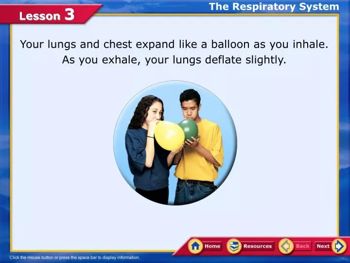 the respiratory system