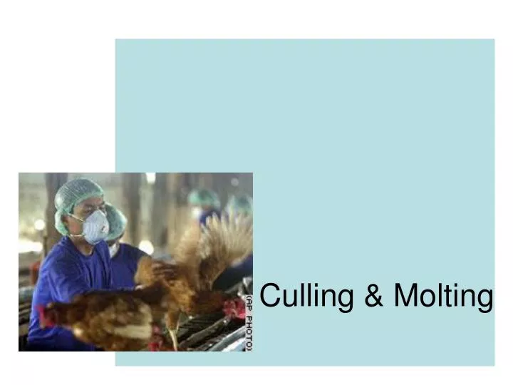 culling molting