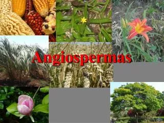 angiospermas