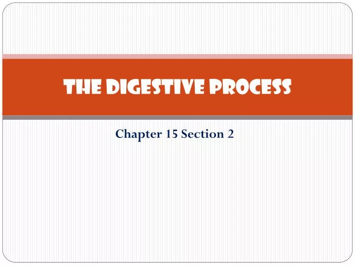 the digestive process