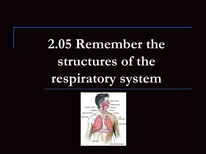 2 05 remember the structures of the respiratory system