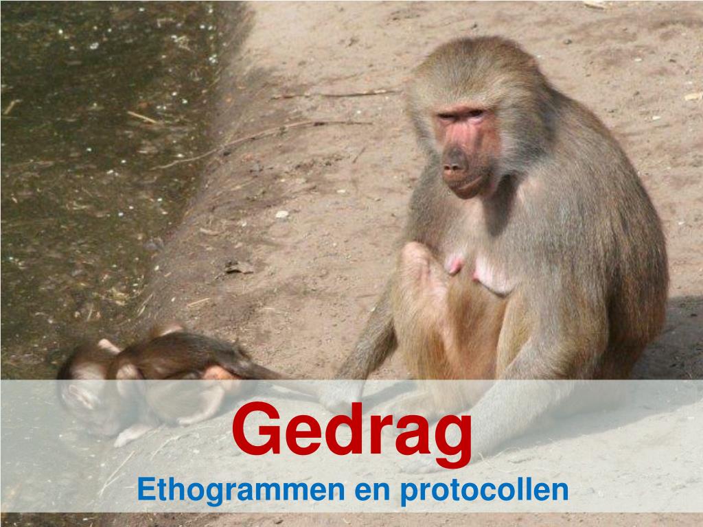 PPT - Gedrag Ethogrammen en protocollen PowerPoint Presentation, free ...