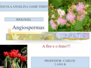 angiospermas
