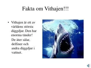 fakta om vithajen
