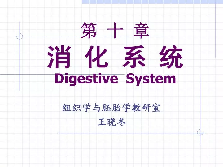 digestive system