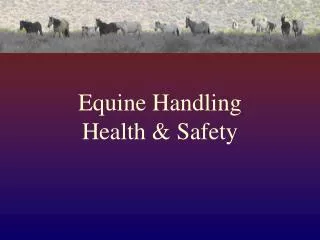 Equine Handling Health &amp; Safety