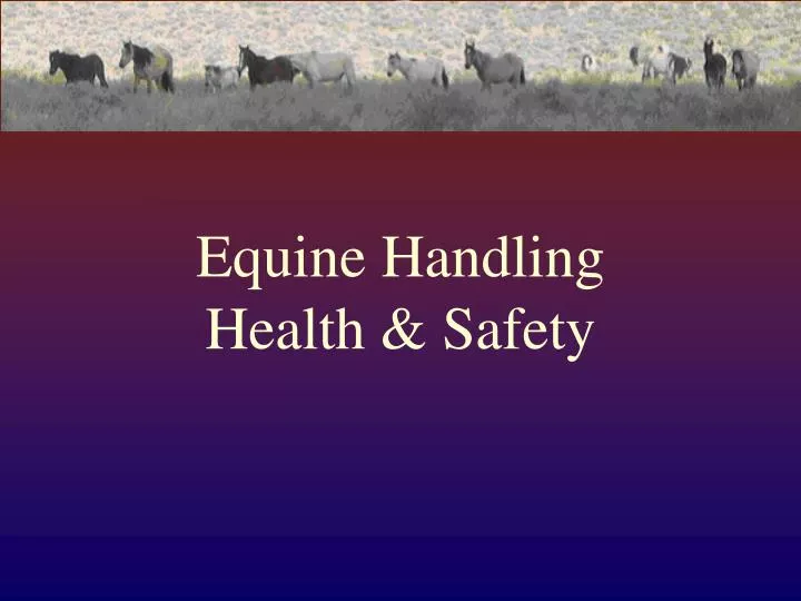 equine handling health safety
