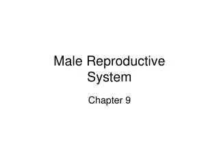 Male Reproductive System