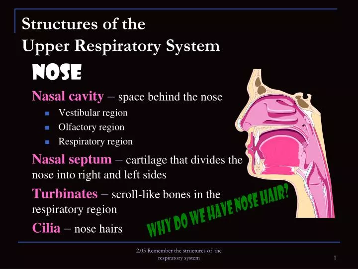 structures of the upper respiratory system