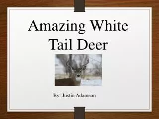 Amazing White Tail Deer