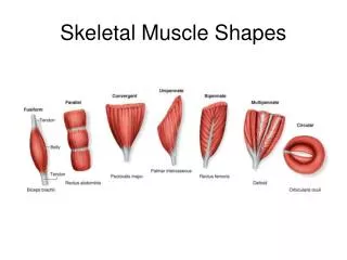 Skeletal Muscle Shapes