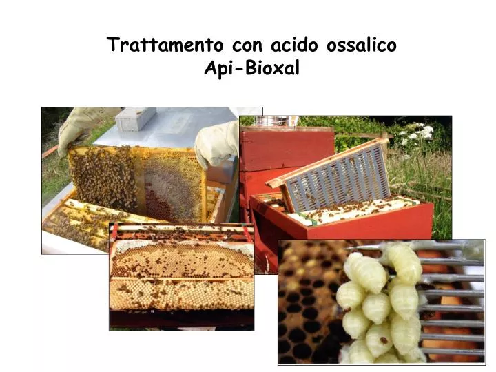 trattamento con acido ossalico api bioxal