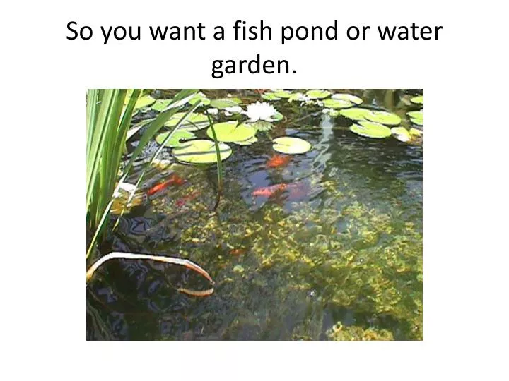 so you want a fish pond or water garden