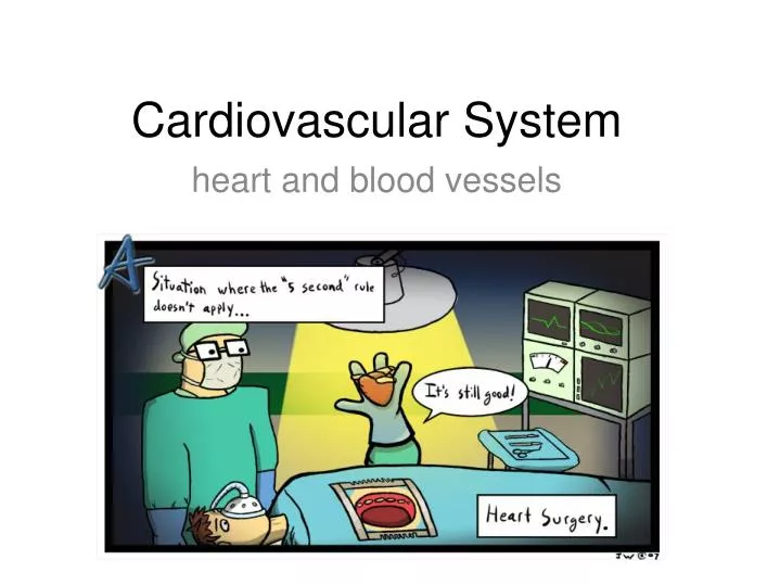 cardiovascular system