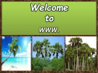 Best Varieties of Sabal Palm Trees