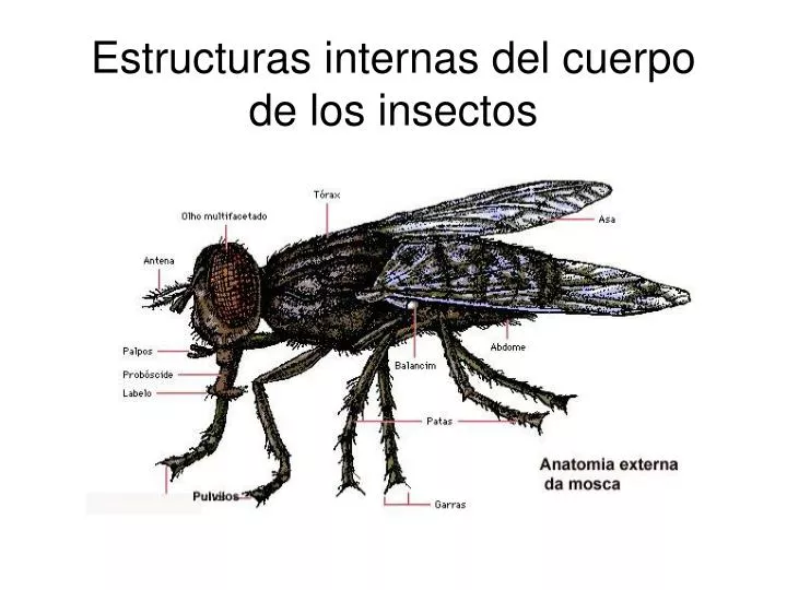 estructuras internas del cuerpo de los insectos