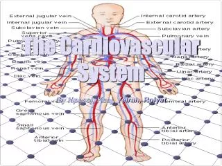 the cardiovascular system