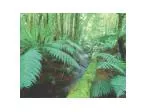 The life cycle of a moss (Bryophyta) - slide 1