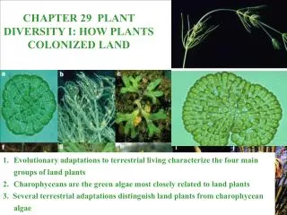 CHAPTER 29 PLANT DIVERSITY I: HOW PLANTS COLONIZED LAND