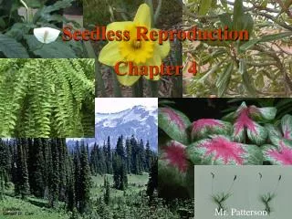 Seedless Reproduction Chapter 4