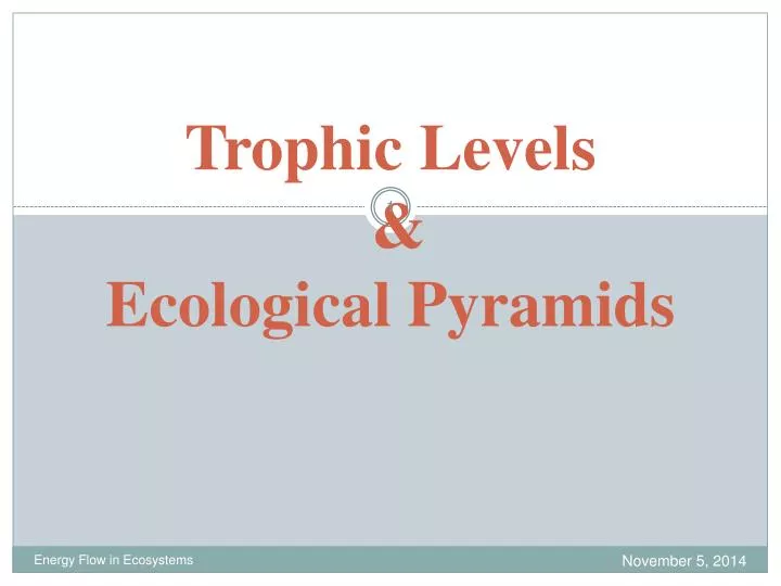 trophic levels ecological pyramids