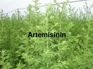 Artemisinin