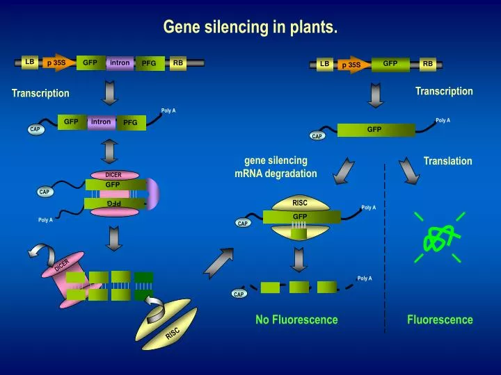 gene silencing in plants