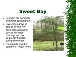 Sweet Bay - slide 1